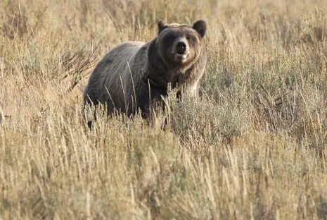 Hiker Injured by Bear in National Park Air Lifted to Medical Facility